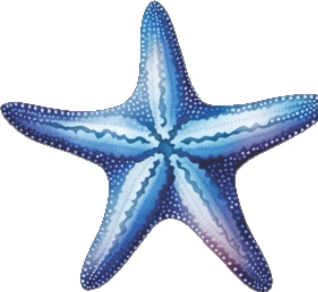 Display Estrela de Mar - SonikaDecoracaohttps://wa.me/message/Q2BS5PB4ZSIYH1