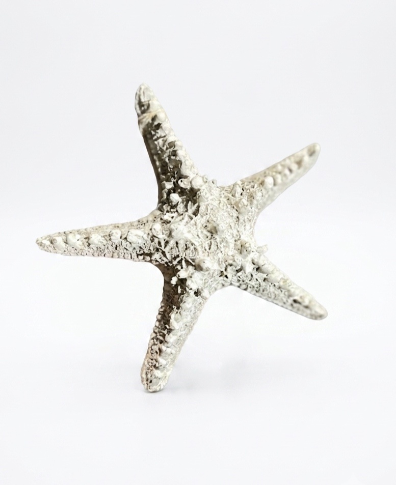 Fundo Do Mar - Estrela Do Mar - daydecorafestas