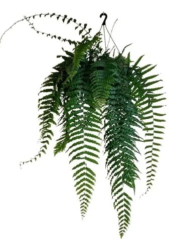 Samambaia Planta  - Vanessalocações