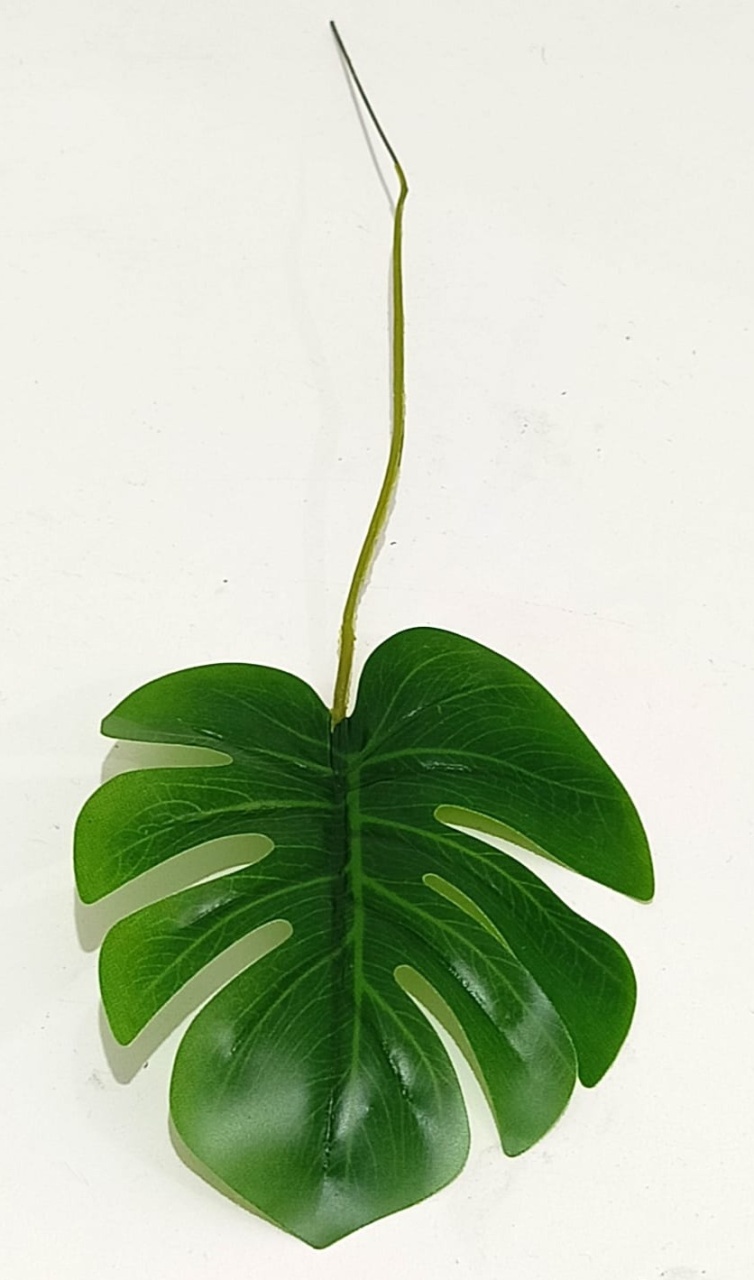 Costela de Adão - 12Cm - Vanessalocações