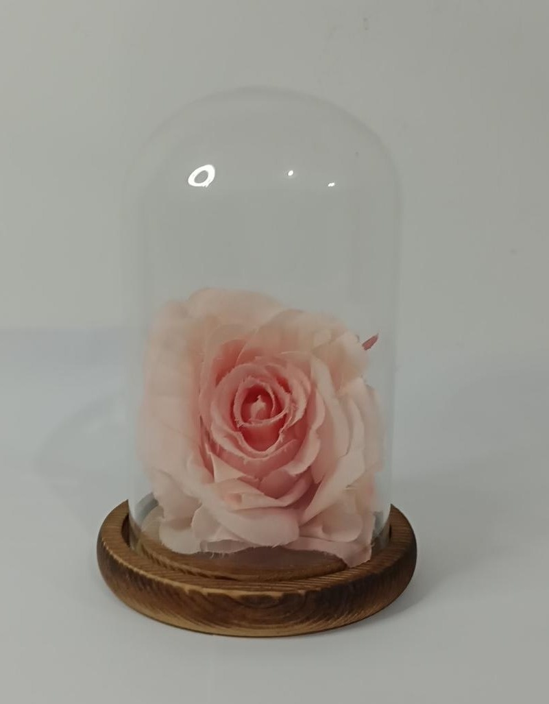 Cúpula Oval Rosa - Vanessalocações