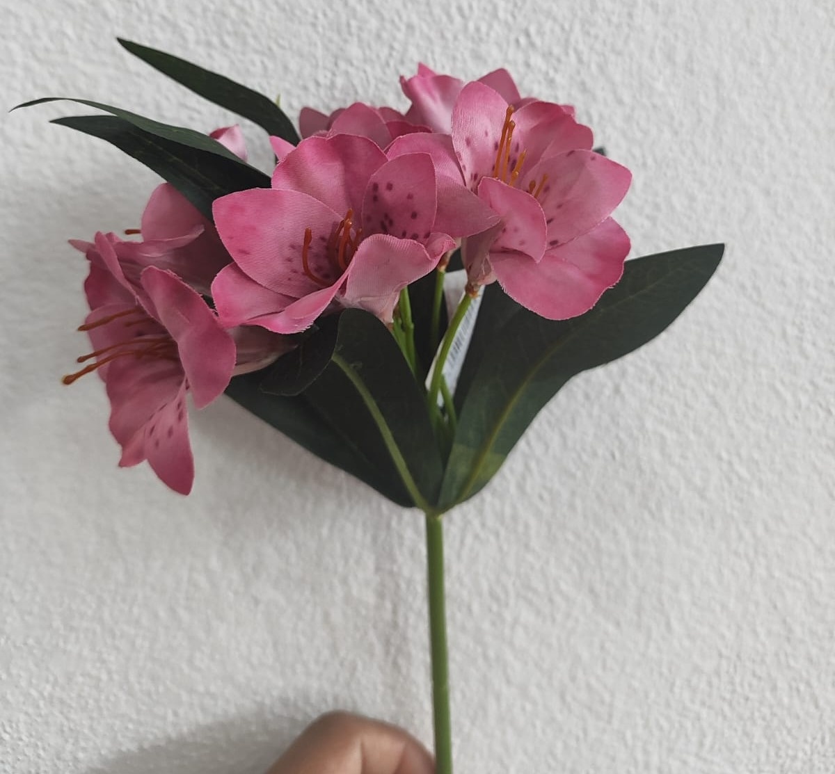 Flor Astromélia Rosa  - Wanusa Nunes Andrade