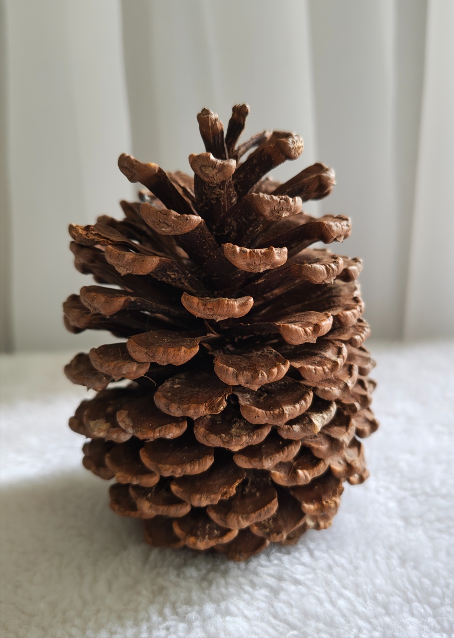 Pinha - Três Marias Festas
