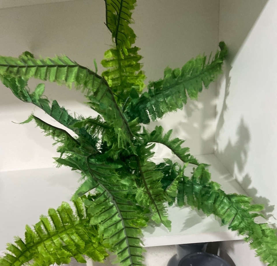Samambaia Verde G - Pegue e monte da Fada Madrinha decorações 